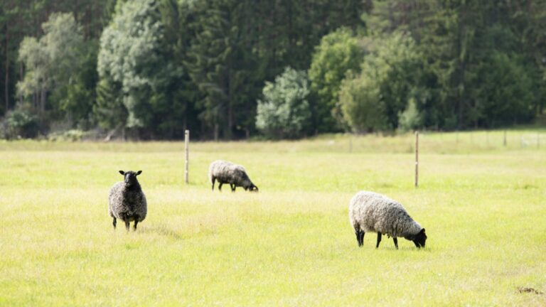 hero_farhage hero_farhage