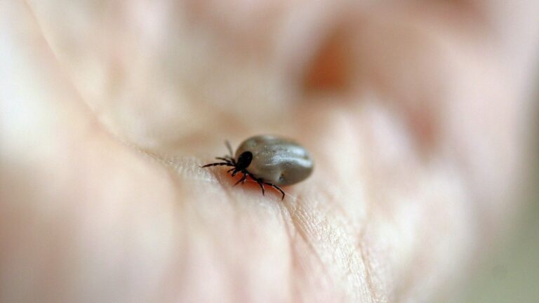 hero_fastingborrelia hero_fastingborrelia