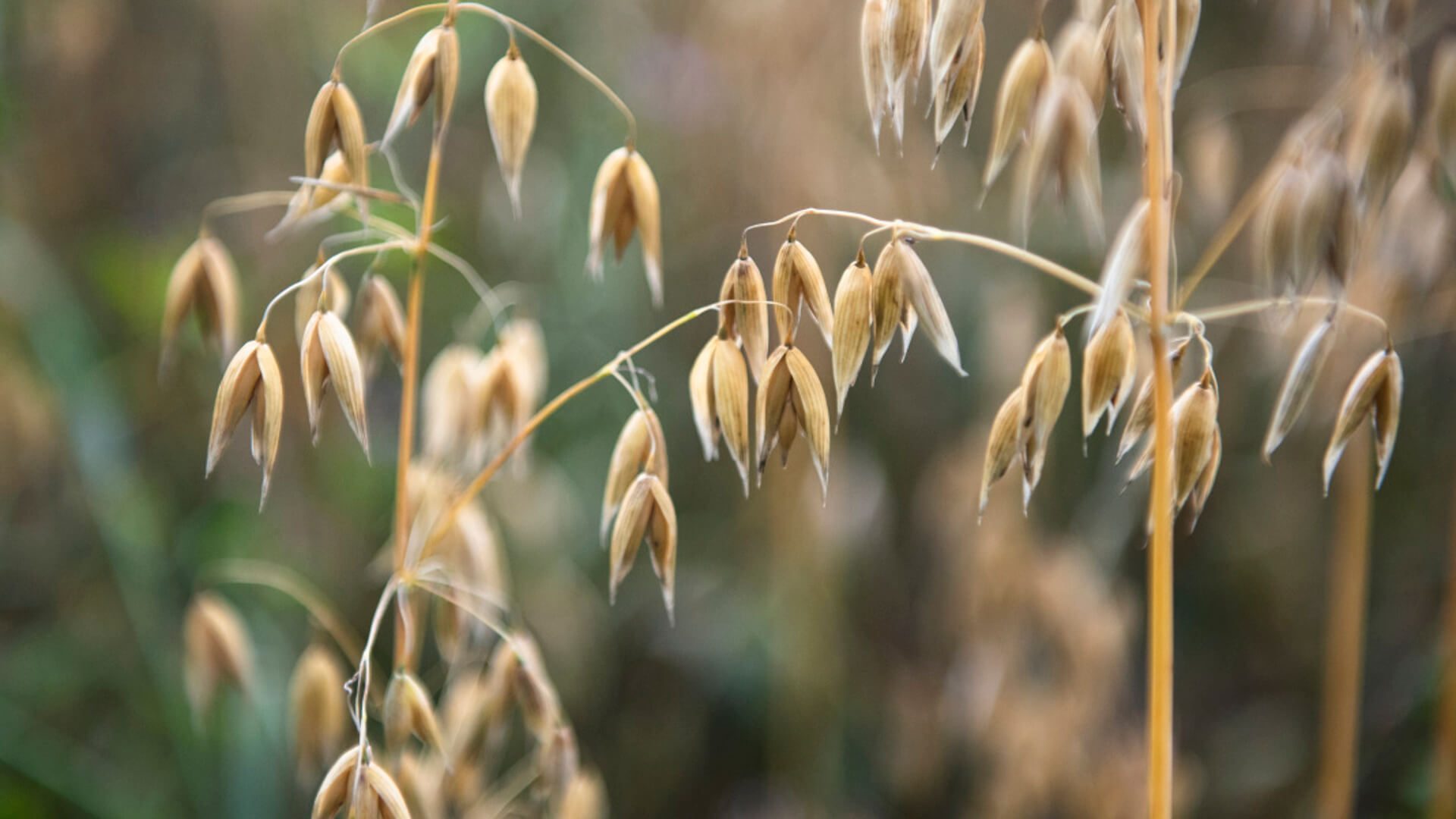 hero_havre-1686235963