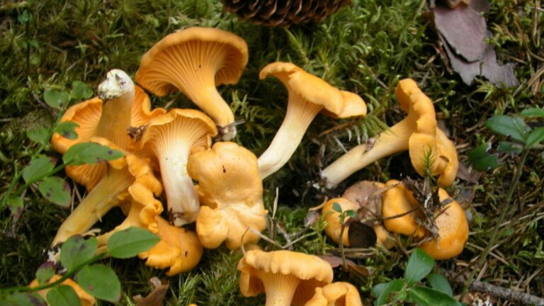 hero_kantareller hero_kantareller