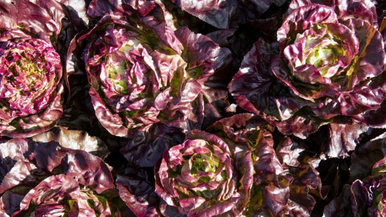 Röda salladsblad i solen.