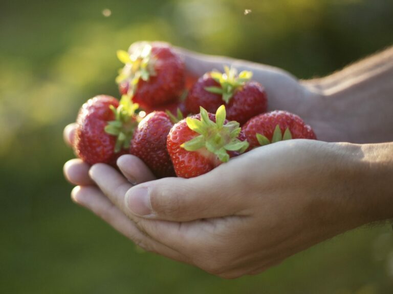 Krav, Härjeåsjöns lantbruk, jordgubbar Krav, Härjeåsjöns lantbruk, jordgubbar