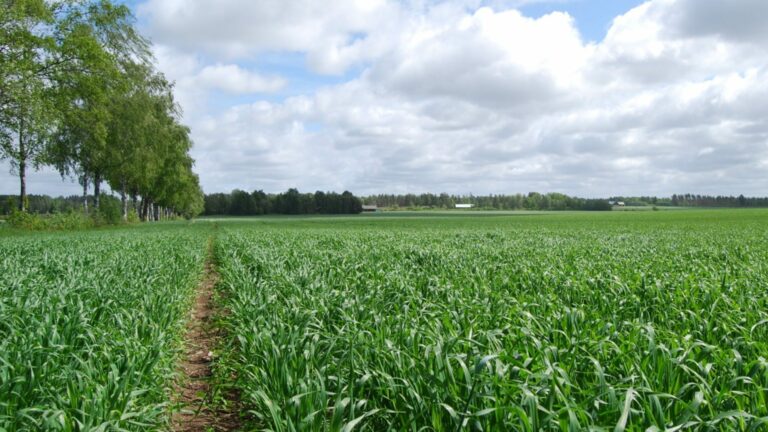 hero_havrefalt hero_havrefalt