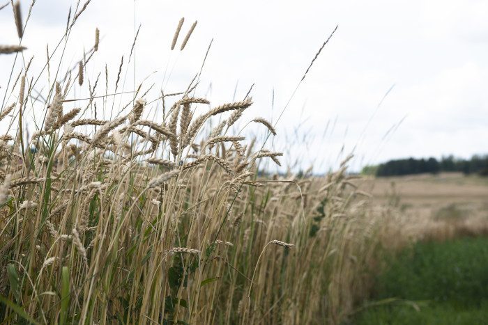 Rekordstor skörd av ekologiska spannmål