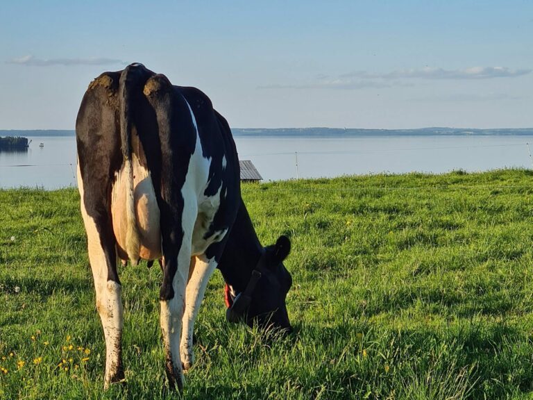 standard_kor_tragstagard