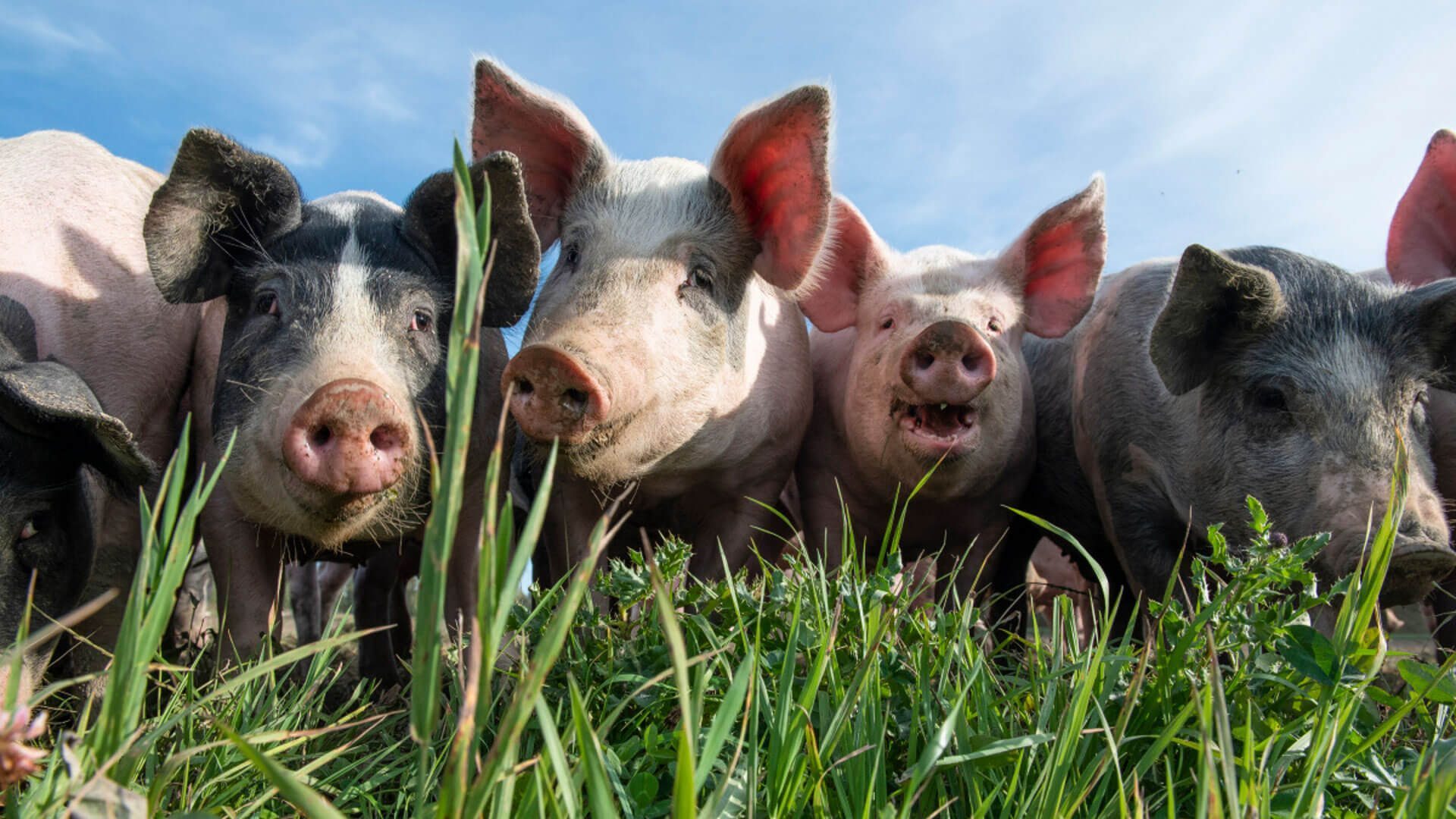 hero_grisargras-1685957156 hero_grisargras-1685957156