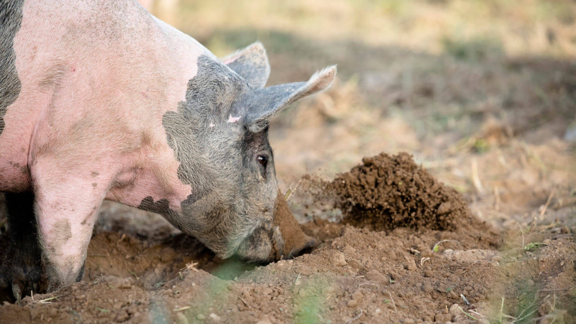 hero_grisbokar-1685957162 hero_grisbokar-1685957162