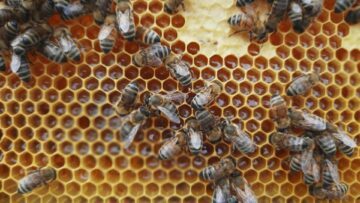 biodling3-1_jpg_1200x675@-1_008060630043886e-13107_88173731911945