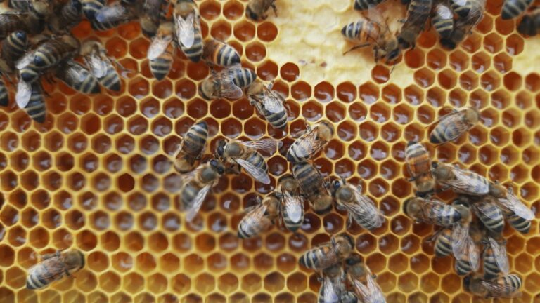 biodling3-1_jpg_1200x675@-1_008060630043886e-13107_88173731911945