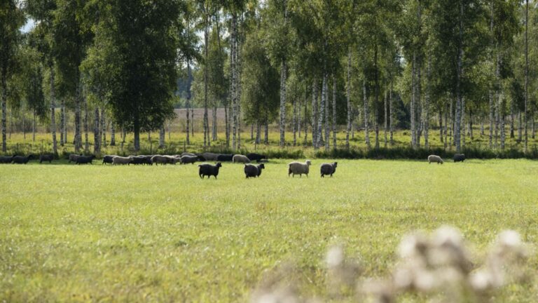 naturbetesmark_far-1653290969