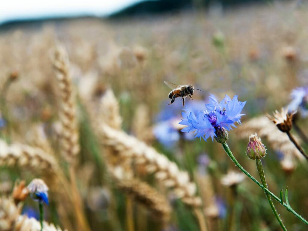 Ett bi flyger över en veteåker, på väg mot en blåklintsblomma.