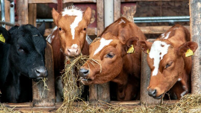 _MG_6275_1600x1066 (3)-1718203381