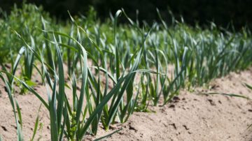 ronesmissarve_5-1691740155