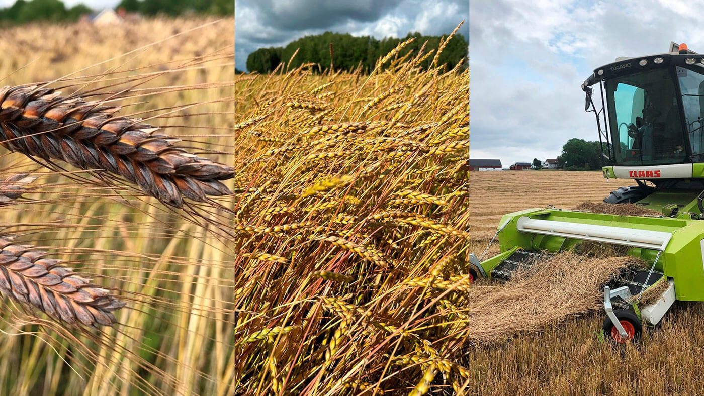 lundensgard_kulturspannmal-1701700045-1729062464