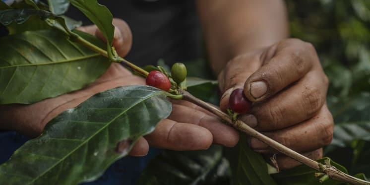Ekologiskt växer mer än någonsin i världen