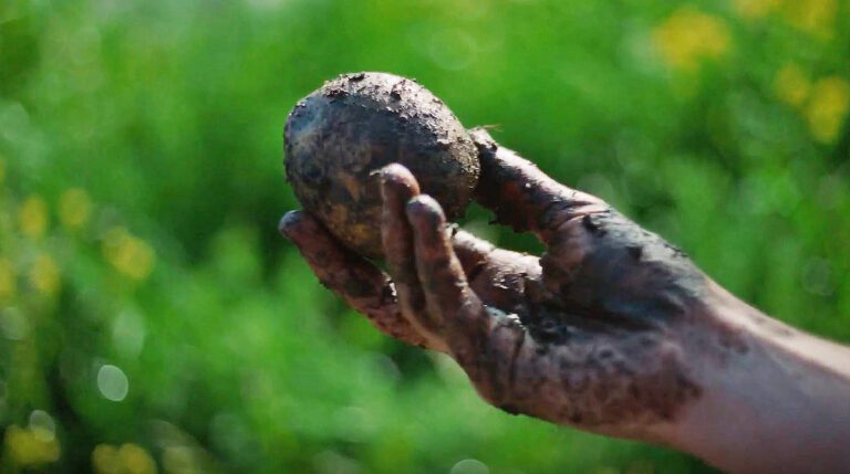 tackformaten_potatis-1725536076 tackformaten_potatis-1725536076