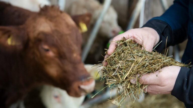 En bonde håller i foder framför en ko vid ett foderbord.