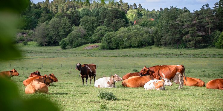 KRAV och Agronod i nytt samarbete om klimatberäkning