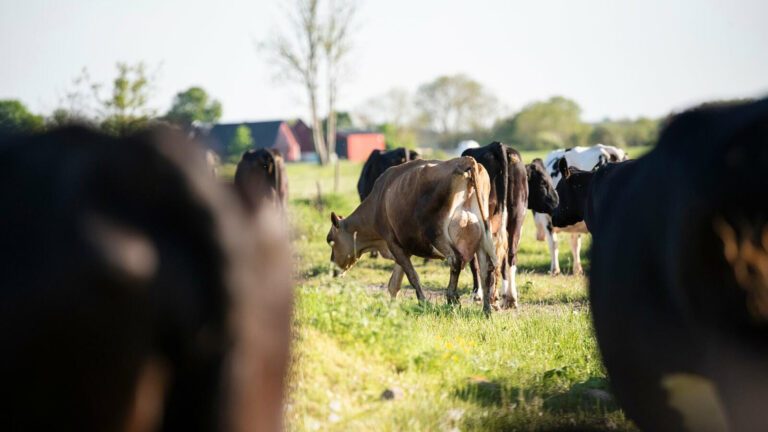 betesmarkkor-1755267062 Mjölkkor betar på naturbetesmark. I bakgrunden skymtar en ladugård.