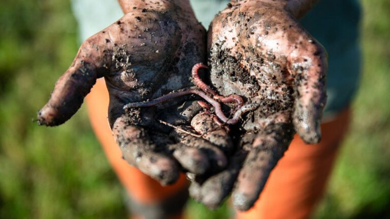 daggmask-1757079912 Händer i närbild som håller i jord med daggmask.