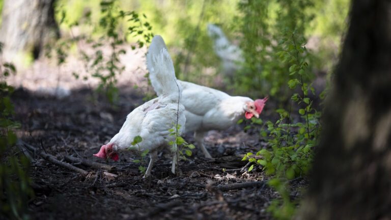 Två vita hönor pickar i jorden. Runt dem syns några buskage.
