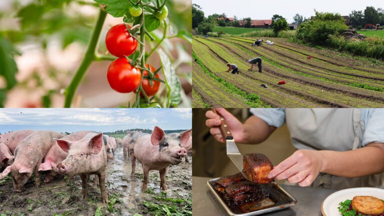 Bilden visar fyra bilder i ett, en tomatodling, grisar som är ute och bökar i jorden, arbetare på en odling och en person som arbetar i en restaurang.