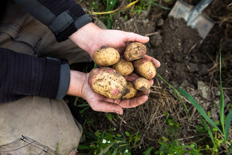 Axfood och KRAV: ”Gör ekologiskt till en större och konkurrenskraftigare del av svensk matproduktion” Axfood och KRAV: ”Gör ekologiskt till en större och konkurrenskraftigare del av svensk matproduktion”